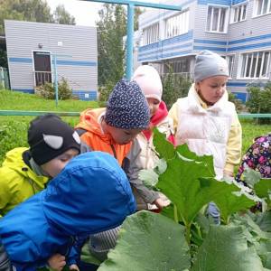 Конспект прогулки с дошкольниками «Наш урожай»