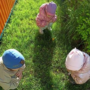 Конспект прогулки «Наблюдение за одуванчиками» с младшими дошкольниками